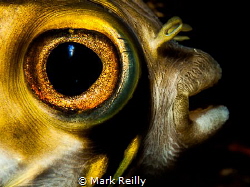 Puffer fish by Mark Reilly 